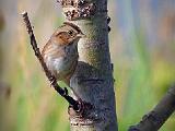 Birds of Central Ontario